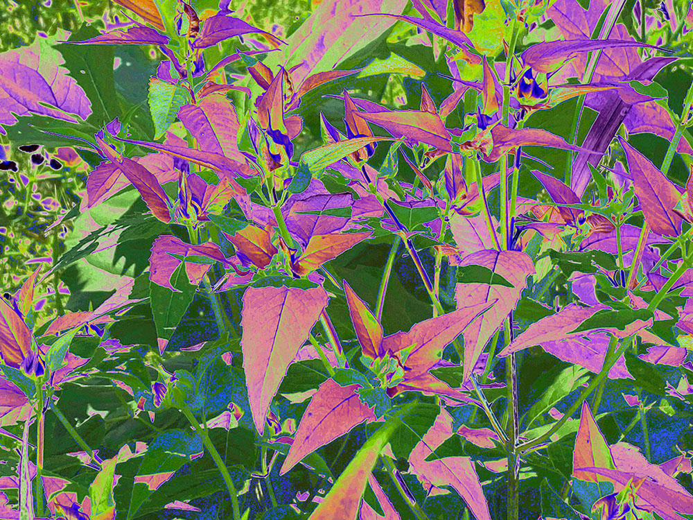 Wild Bergamot. Digital art.