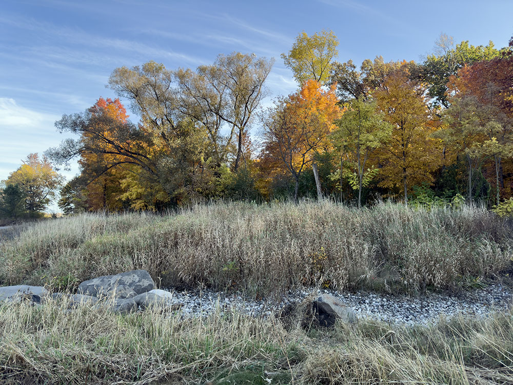 We exit the forest, following a drainage "arroyo" back to the detention basin trail.