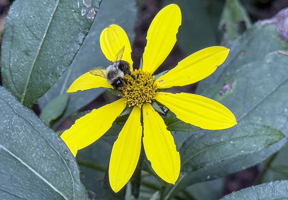 A bumblebee in the act of pollinating a sunflower. 