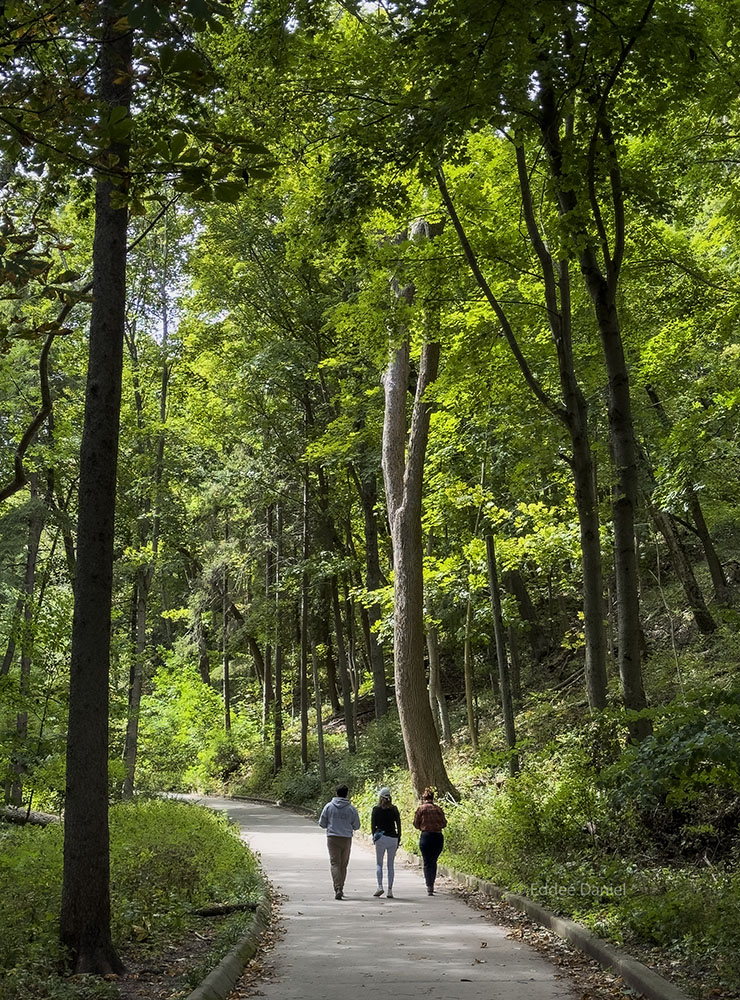 A trio of walkers gets ahead of the group on the ravine path.