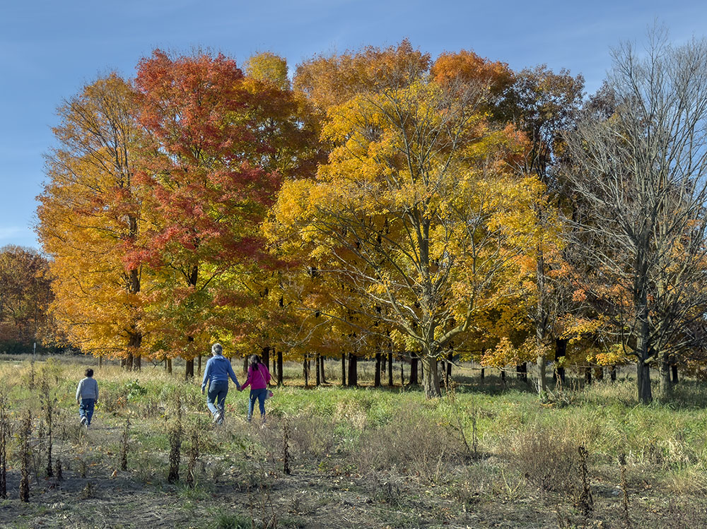 More maple trees, these in colorful rows, indicate where the Milwaukee County nursery was before the construction of the basins and the advent of the FEC.