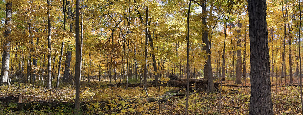 autumn panorama at Forest Exploration Center