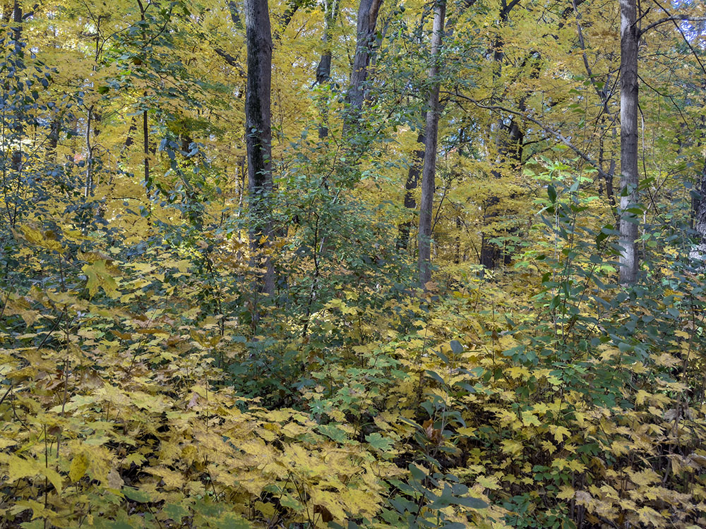 A section of the forest decked out in Packer colors!