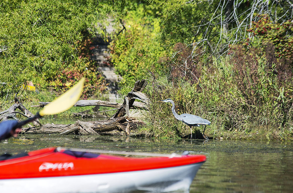 Passing close to the heron.