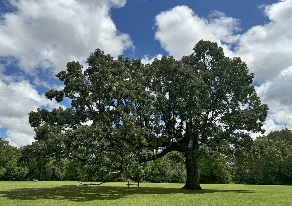 A very large and very asymmetrical oak tree graces one of the open spaces in the parkway.