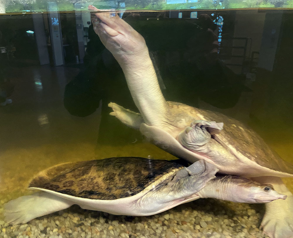 The group also toured the inside of the Dr. Martin Luther King Jr. Community Center, which includes a tank with this pair of turtles swimming around in it.