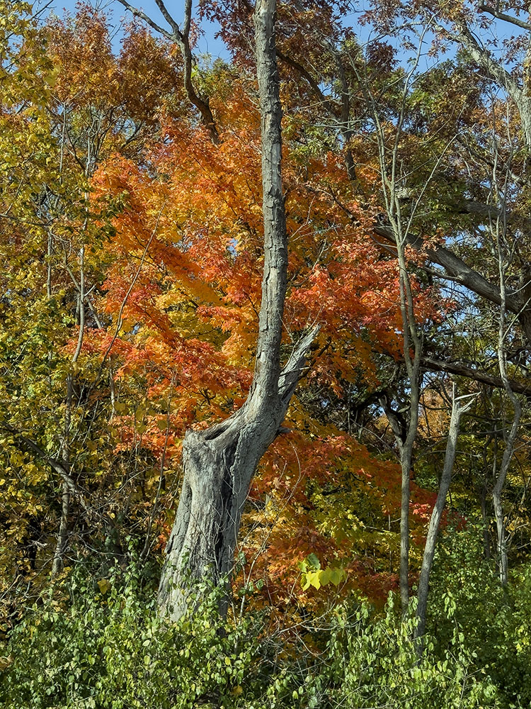 A spot of brilliance in red and orange.