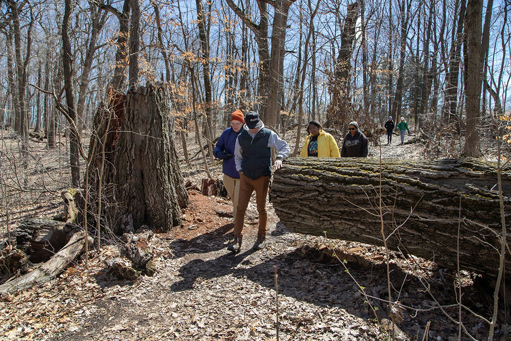 The trail cuts through, literally, one of the giant trees, recently fallen.