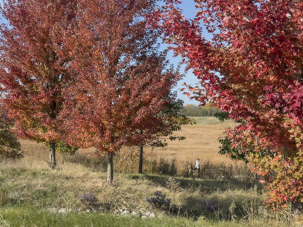 Bright red maple leaves provide some color on the trail around the detention basins.