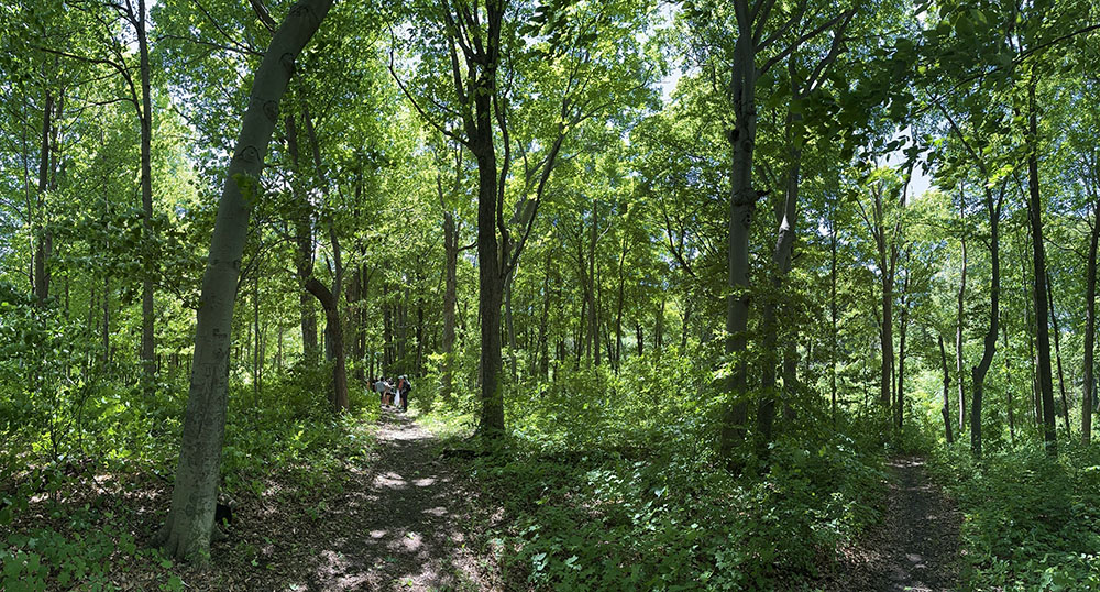 A Walk in the Park participants are dwarfed by the thriving forest at Noyes Park.