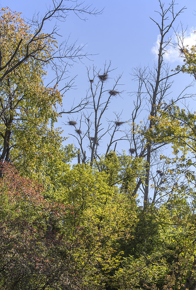 Heron rookery.