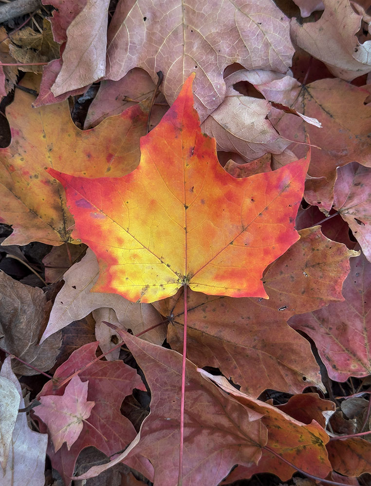 An especially colorful maple leaf among the litter.