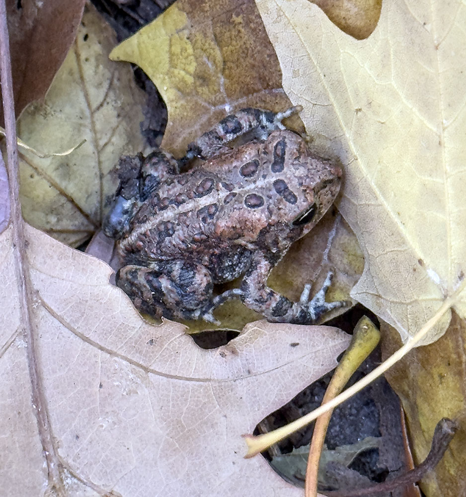 A two-inch long live toad in the leaf litter.