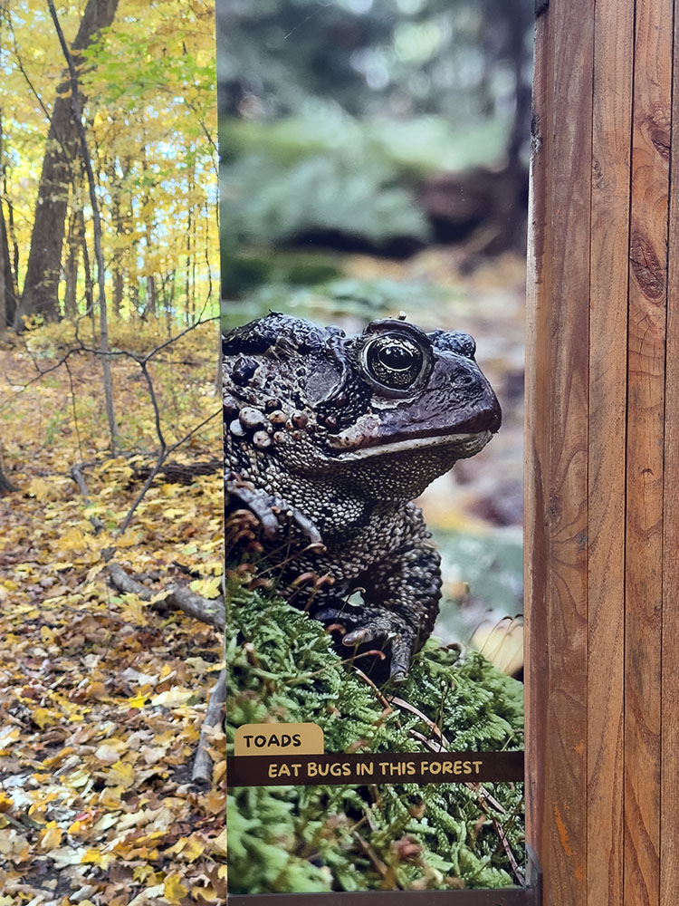 A giant image of a toad on an FEC sign.