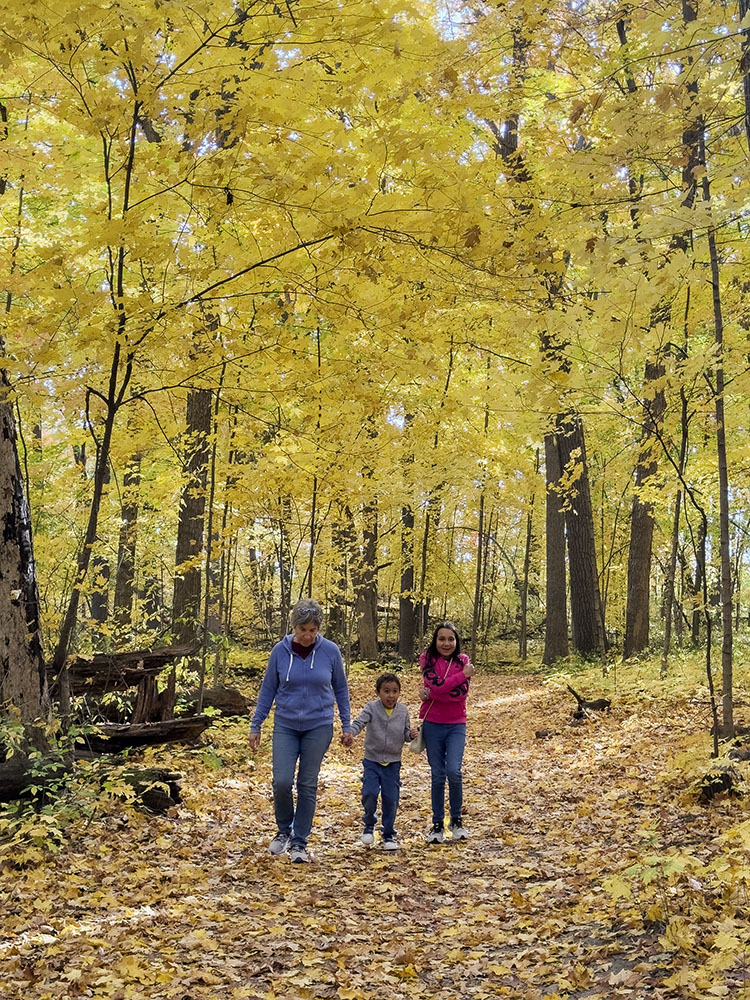 The golden glow in the forest.