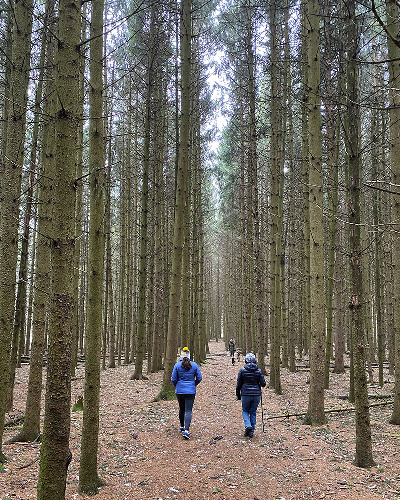 Pine plantation trail.