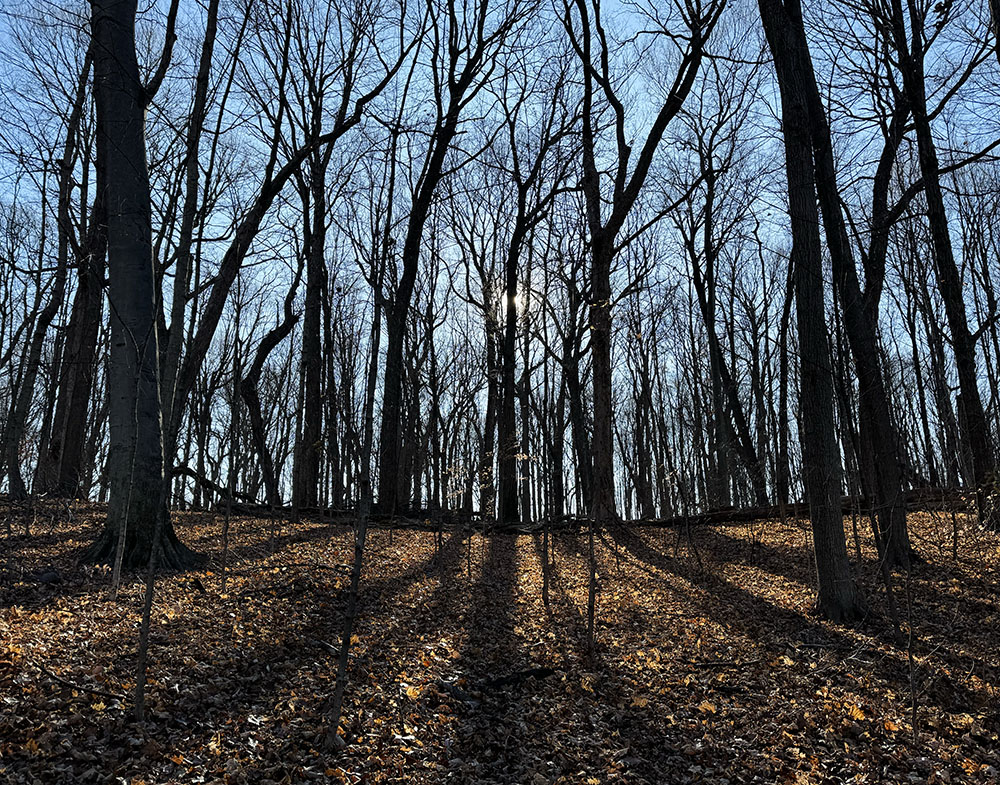 The midday sun around the time of the solstice. Cudahy Nature Preserve, Oak Creek.