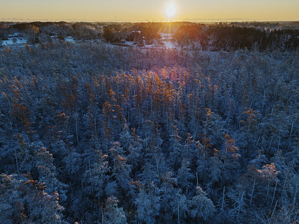 Sunrise over the tamarack bog at Seno Woodland Education Center, Burlington.