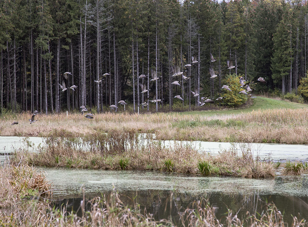 A gaggle of geese in flight.