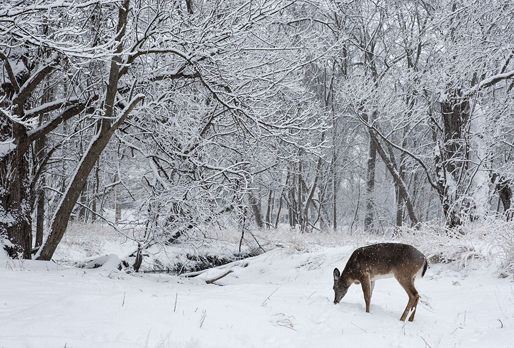 If you're lucky, winter can be a good time to spot wildlife! Menomonee River Parkway, Wauwatosa.