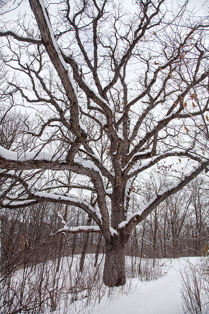 Sprawling oak in winter.