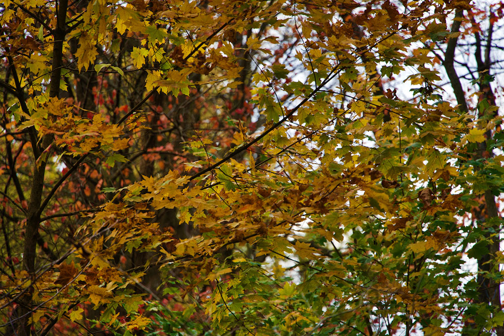 A tapestry of autumn colors muted by the overcast sky.