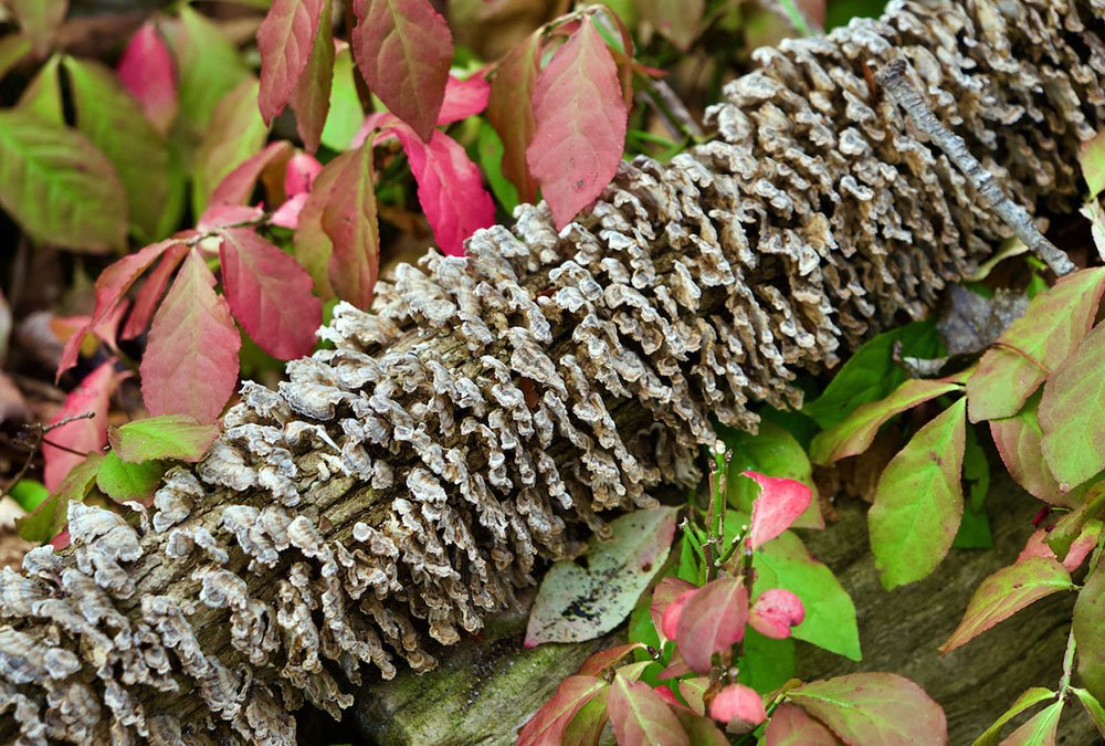 Fungi growing on a log.