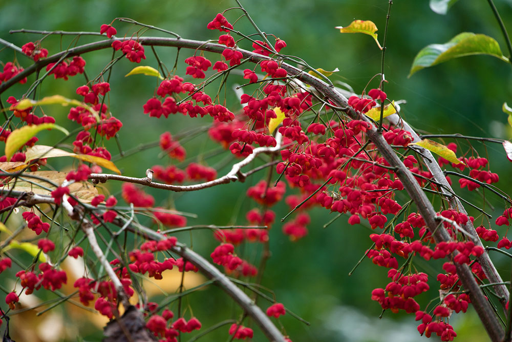 Invasive spindle berries bring a spot of bright color to the trail.