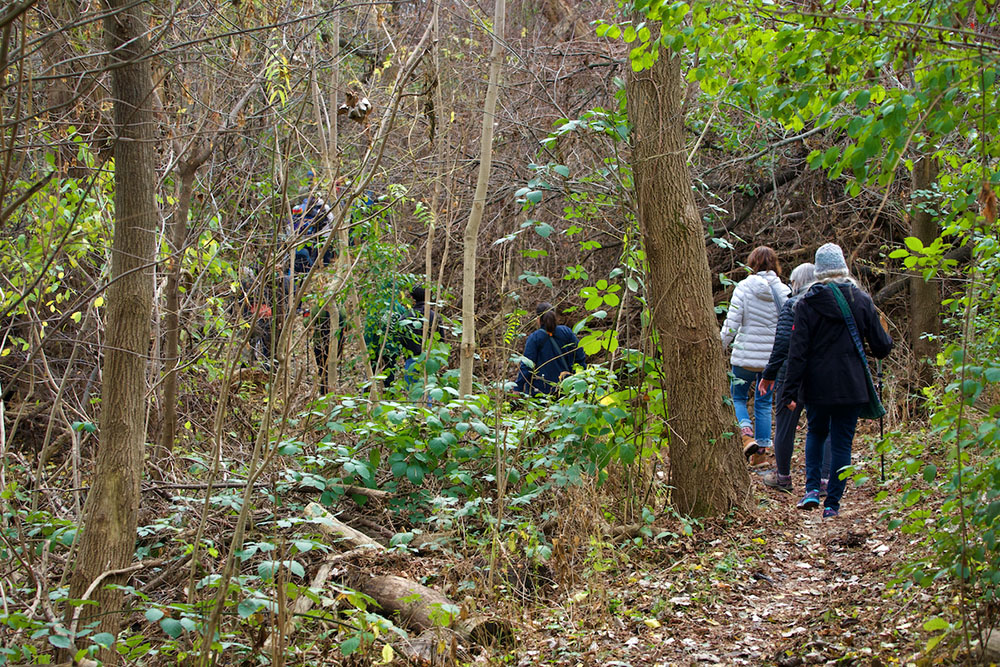 The trail winds through a woodland.