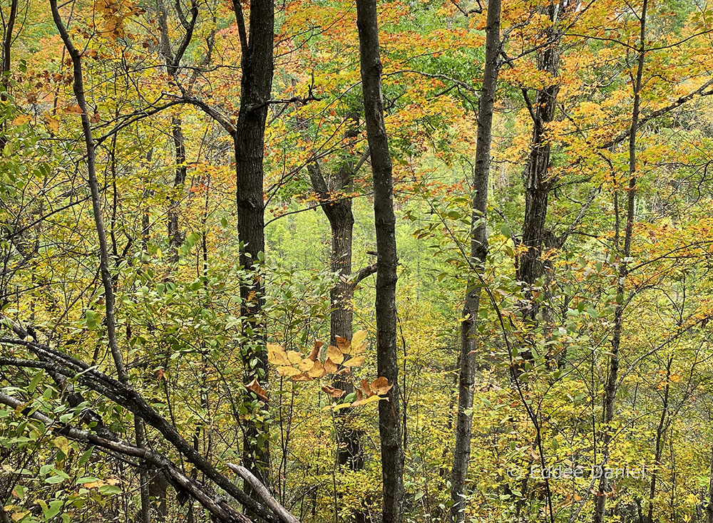 Autumn in the bog!