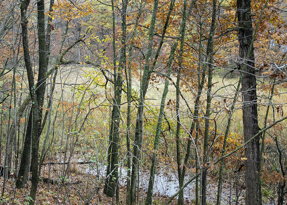 St. Amelian's Bog from the ridge trail.