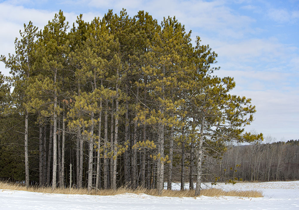 A stand of pines in remote Mayhew Preserve, Farmington.