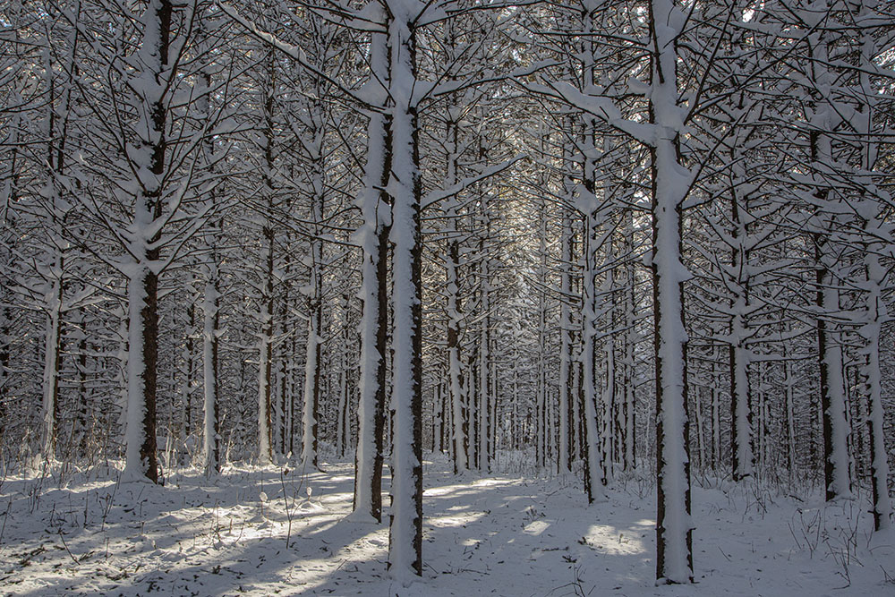 A snowbound pine plantation at Thoma Preserve near West Bend.