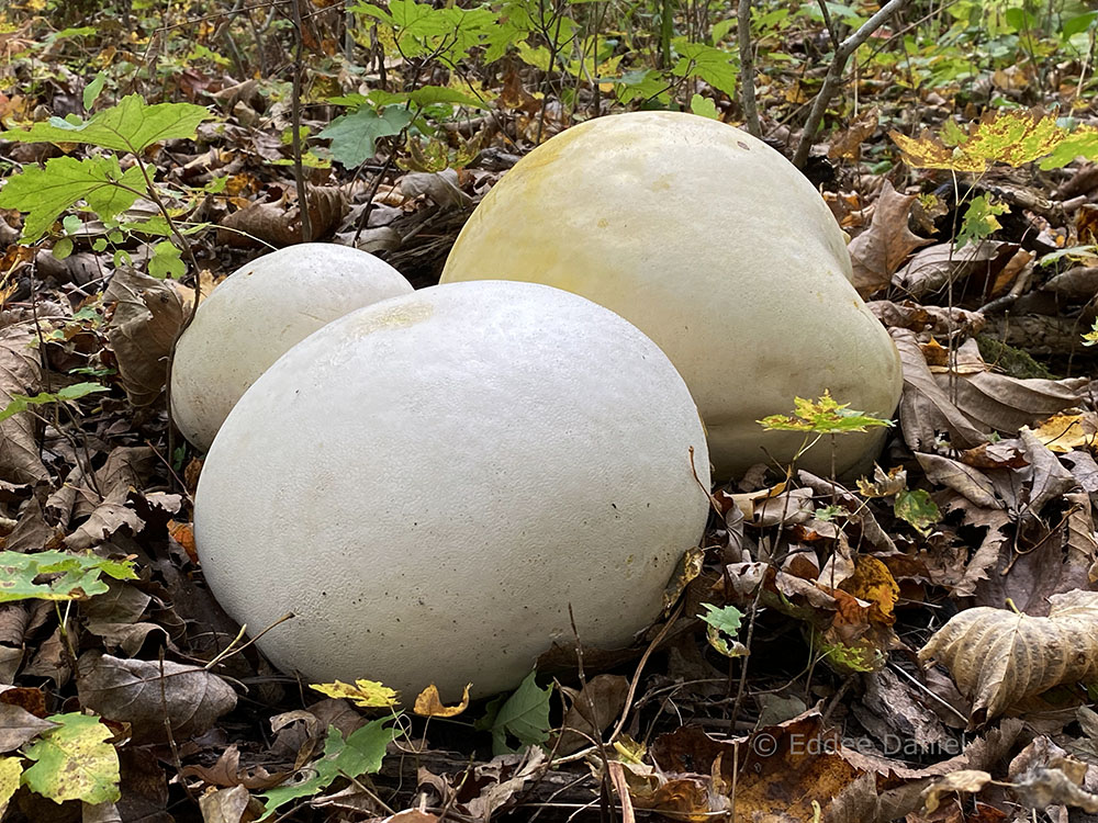 Giant puffball mushrooms found along the trail.