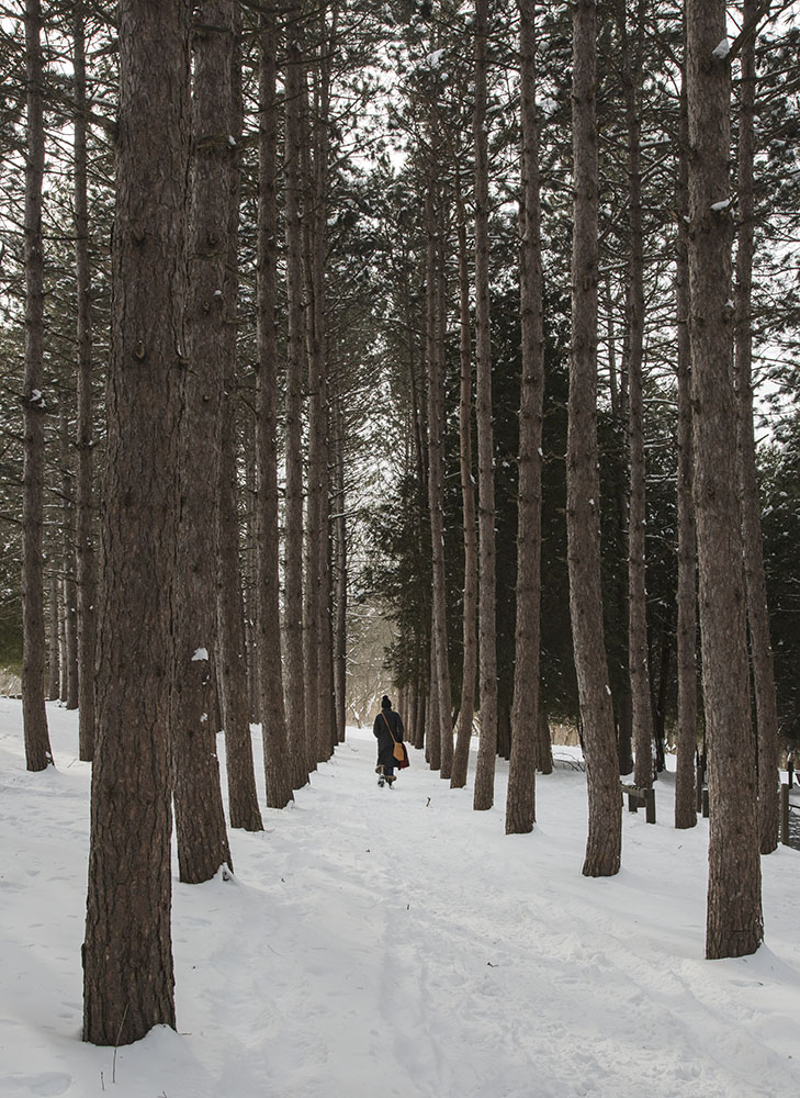 Solitude amongst the pines at Retzer Nature Center in Waukesha.