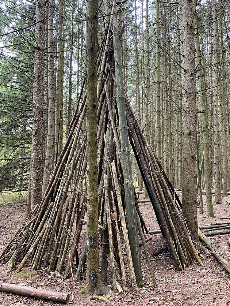 Stick fort in a pine plantation.