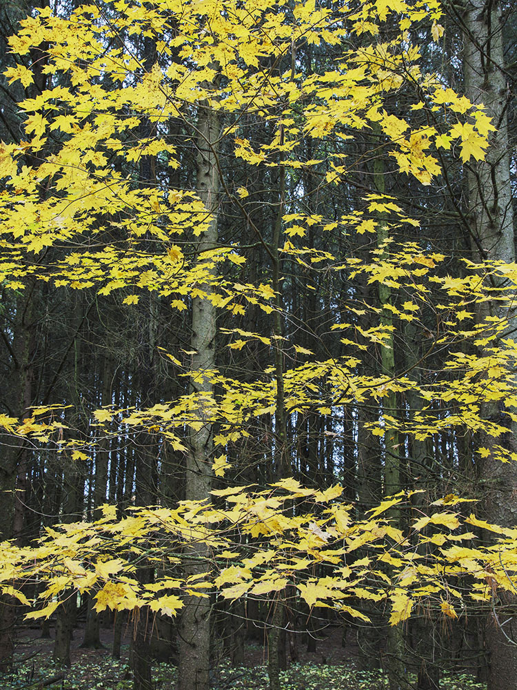 A spray of autumn gold against a pine plantation.