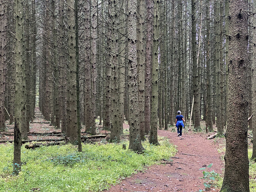 Heading into the pines.