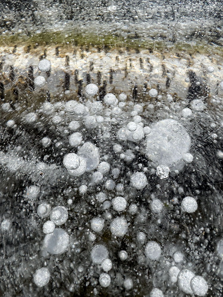 Bubbles and a fallen birch timber in the ice.