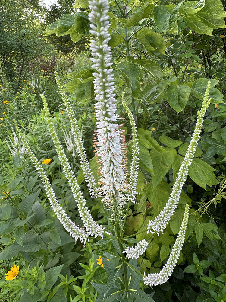 The eccentric blossom of Culver's Root.