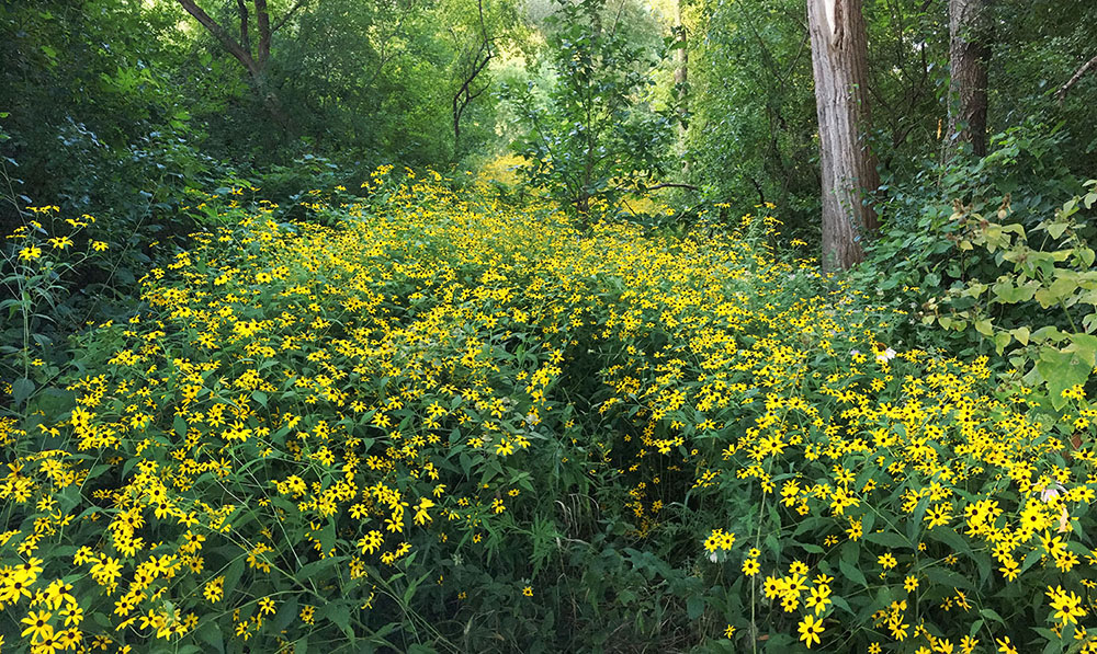 A panoramic swath of summer wildflowers.