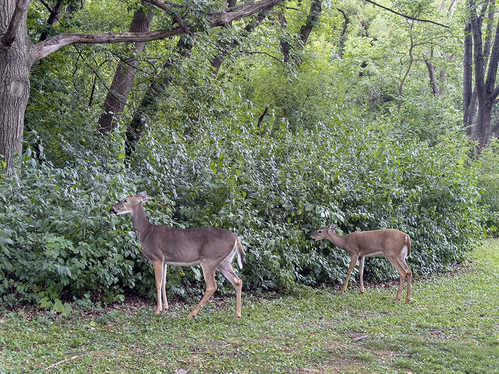 White tail deer are a common sight, but seeing them eat buckthorn is not! (Though they might be carefully avoiding the buckthorn and nibbling other plants mixed in.)