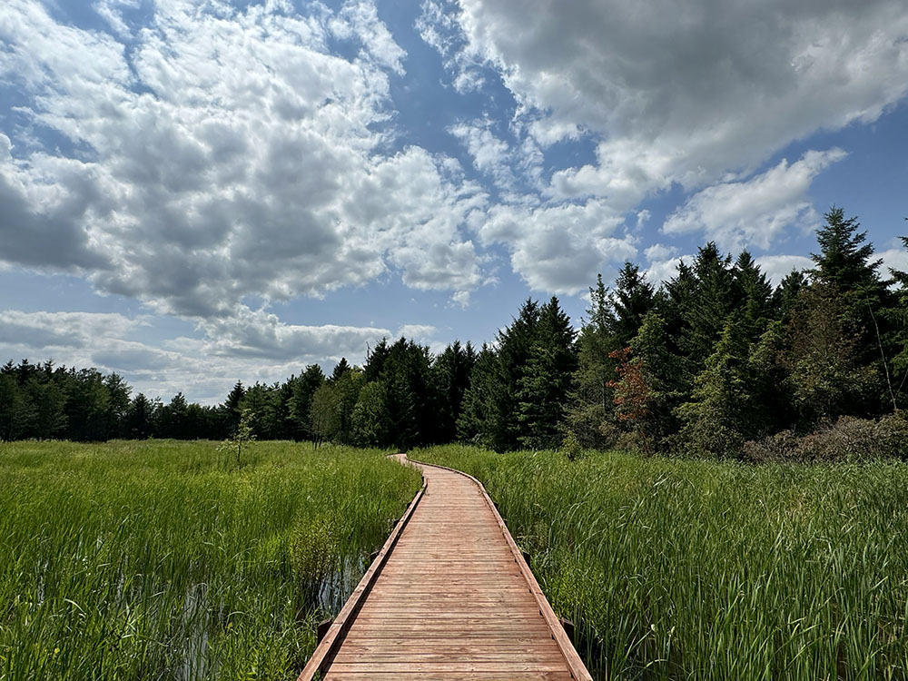 A boardwalk crosses a restored wetland.