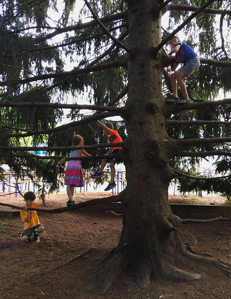 This great climbing tree next to The Landing is a constant lure.