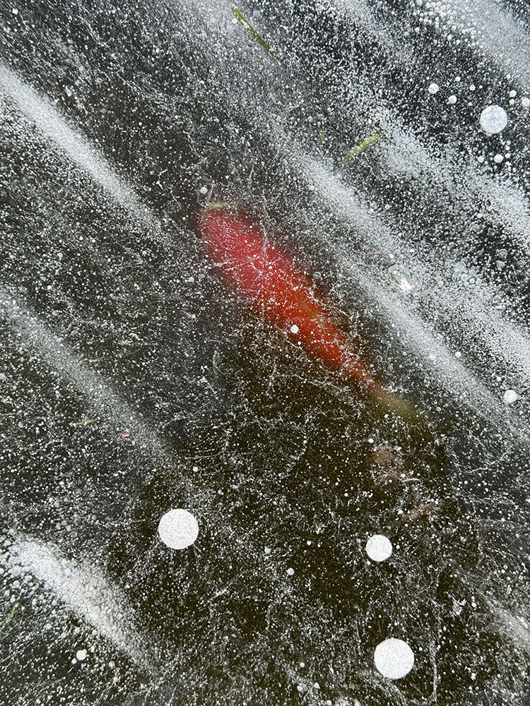 Now and then I saw fish swimming under the ice.