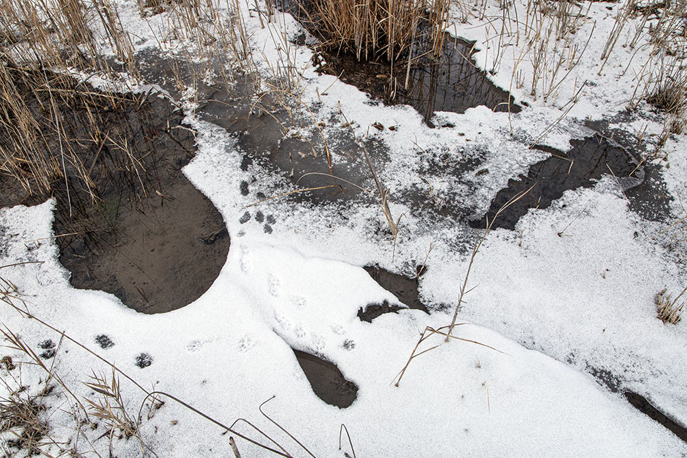 A small mammal walked across this buckling ice shelf at Scuppernong Springs in the Southern Unit of the Kettle Moraine State Forest, but it wouldn't hold my weight. The relatively warm spring water keeps the Scuppernong Creek fed by these springs open and ice-free.