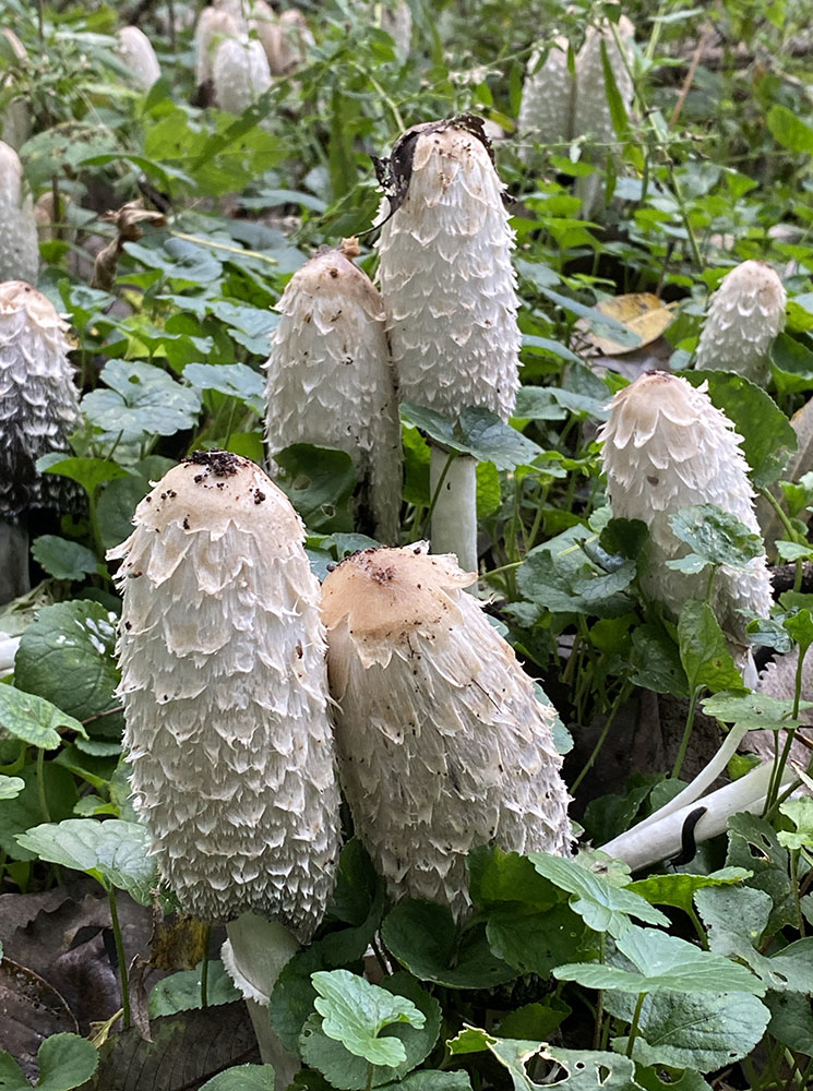 Shaggy inkcap mushrooms in a woodland.