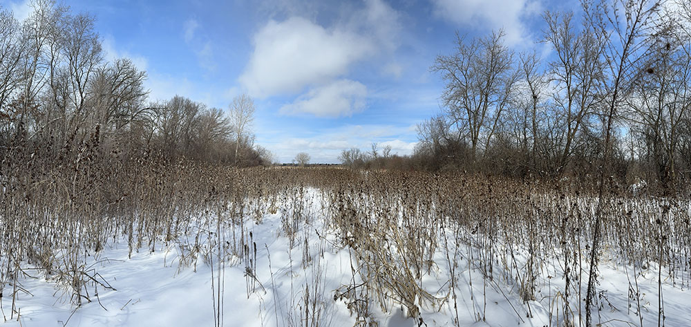 Panoramic view of field full of rough cockleburs.