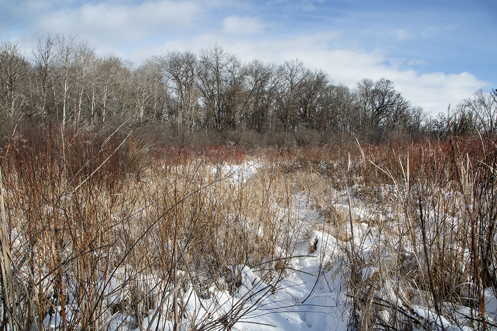 Deer trails guide me around the rugged west side of the island.