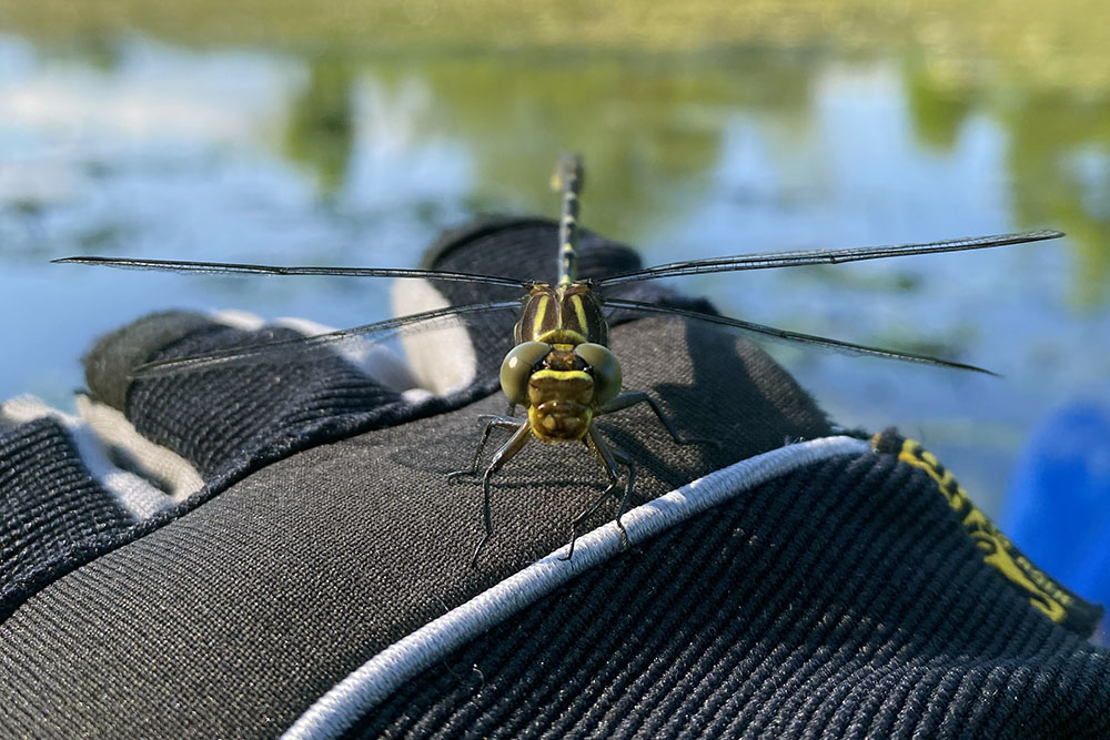 I'm afraid I didn't keep my distance from this dragonfly. In fact, it was too close! It landed on my gloved right hand as I was paddling my kayak on the Milwaukee River near West Bend. It held still for a surprisingly long time as I fiddled awkwardly with my cell phone in my non-dominant left hand to catch the shot!